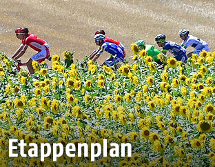 Radfahrer bei der Tour de France neben Sonnenblumenfeld